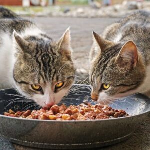 Comida húmeda